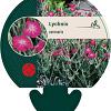 Lychnis coronaria Pot 9 cm
