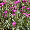Lychnis coronaria Pot 9 cm
