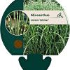 Miscanthus sin. 'Zebrinus' Pot 9 cm