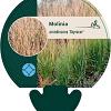 Molinia arund. 'Skyracer' Pot 9 cm