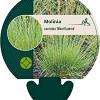 Molinia caerulea 'Moorflamme' Pot 9 cm