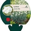 Lychnis coronaria 'Alba' Pot 9 cm