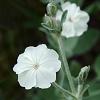 Lychnis coronaria 'Alba' Pot 9 cm