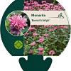 Monarda 'Marshall's Delight' Pot 9 cm