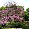 Cercis can. 'Forest Pansy' Kluit 175 - 200 cm