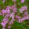 Lychnis flos-cuculi Pot 9 cm