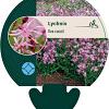 Lychnis flos-cuculi Pot 9 cm