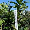 Chionanthus virginicus Kluit 60 - 80 cm