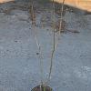Chionanthus virginicus Kluit 60 - 80 cm
