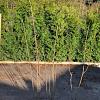 Chionanthus virginicus Kluit 60 - 80 cm