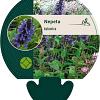 Nepeta kubanica Pot 9 cm