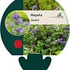 Nepeta mussinii Pot 9 cm