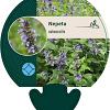 Nepeta subsessilis Pot 9 cm