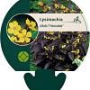 Lysimachia ciliata 'Firecracker' Pot 9 cm