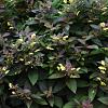 Lysimachia ciliata 'Firecracker' Pot 9 cm