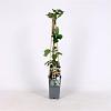 Lonicera capr. 'Inga' Pot 2 Liter
