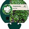 Omphalodes verna 'Alba' Pot 9 cm