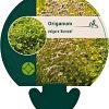Origanum vulg. 'Aureum' Pot 9 cm