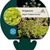 Origanum vulg. 'Thumble's Variety' Pot 9 cm