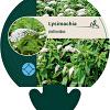 Lysimachia clethroides Pot 9 cm
