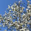 Magnolia soul. 'Alba Superba' Kluit 60 - 80 cm