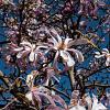 Magnolia st. 'Rosea' Kluit 100 - 125 cm