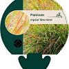 Panicum virgatum 'Hänse Herms' Pot 9 cm