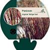 Panicum virgatum 'Heiliger Hain' Pot 9 cm