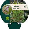 Panicum virgatum 'Squaw' Pot 9 cm