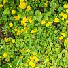 Lysimachia nummularia Pot 9 cm