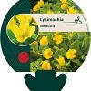 Lysimachia nummularia Pot 9 cm