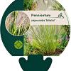 Pennisetum al. 'Gelbstiel' Pot 9 cm