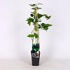 Rubus frut. 'Black Satin' Pot 2 Liter