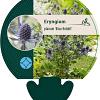 Eryngium pl. 'Blue Hobbit' Pot 9 cm