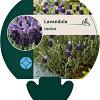 Lavandula stoechas Pot 9 cm