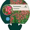 Penstemon 'Schoenholzeri' Pot 9 cm