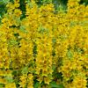 Lysimachia punctata Pot 9 cm