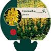 Lysimachia punctata Pot 9 cm