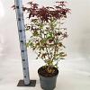 Acer pal. 'Atropurpureum' Pot 5 Liter 60 - 80 cm