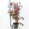 Acer pal. 'Atropurpureum' Pot 5 Liter 60 - 80 cm