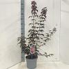 Acer pal. 'Atropurpureum' Pot 5 Liter 60 - 80 cm