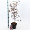 Acer pal. 'Atropurpureum' Pot 5 Liter 60 - 80 cm