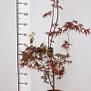 Acer pal. 'Atropurpureum' Pot 5 Liter 60 - 80 cm