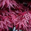 Acer pal. 'Atropurpureum' Pot 20 Liter 150 - 175 cm