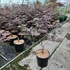 Acer pal. 'Bloodgood' Kluit 60 - 80 cm