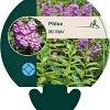 Phlox (M) 'Alpha' Pot 9 cm