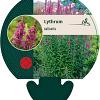 Lythrum salicaria Pot 9 cm