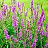 Lythrum salicaria Pot 9 cm