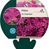 Phlox (D) 'Crackerjack' Pot 9 cm