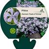 Phlox div. 'Clouds of Perfume' Pot 9 cm